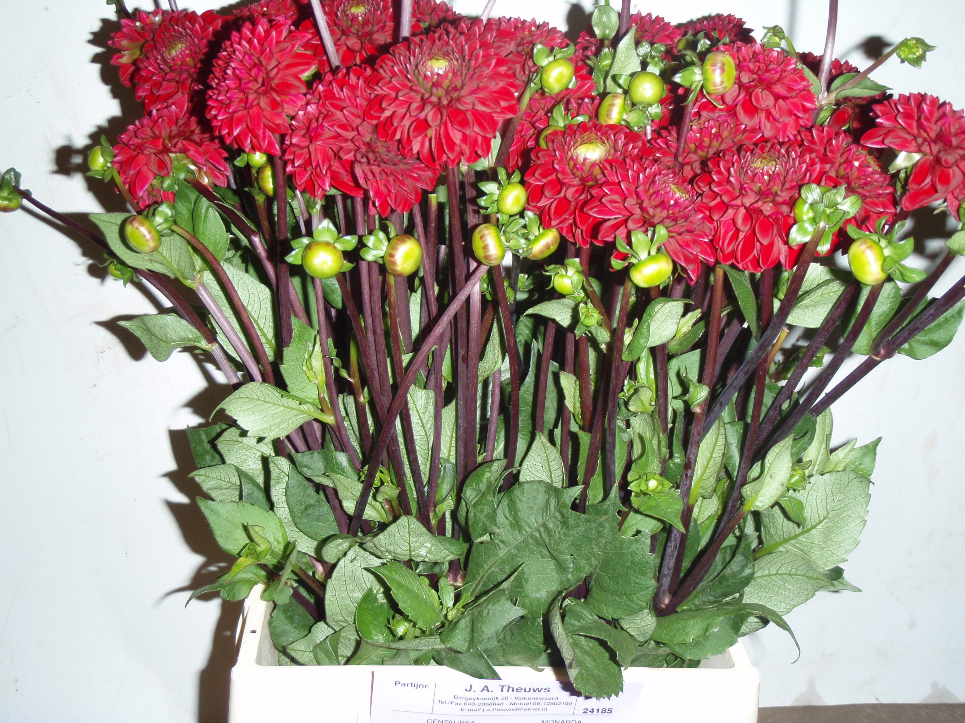 Dahlia Viking